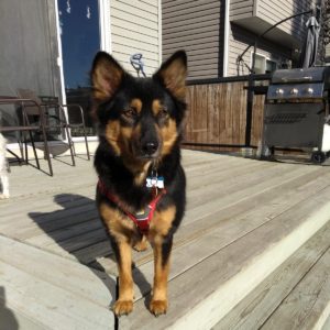 adoptable pawsitive
