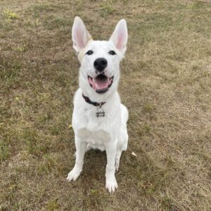 Adoptable Dogs in Calgary + Surrounding Areas