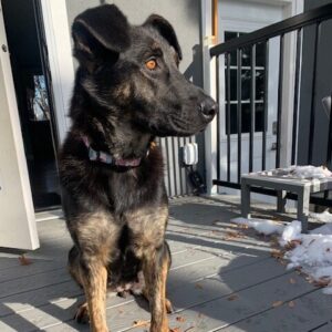 Adoptable Dogs in Calgary + Surrounding Areas