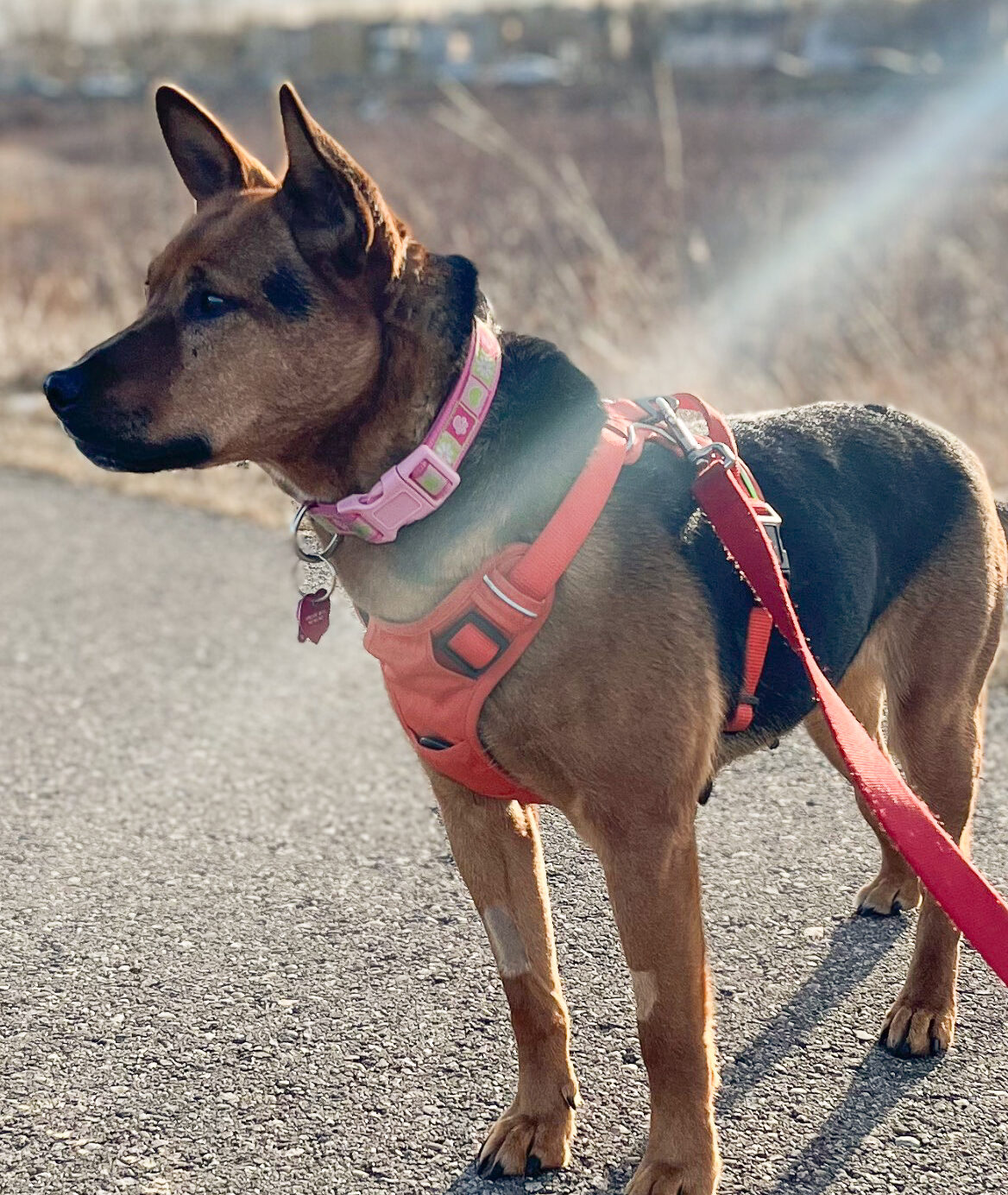 Harley quinn dog on sale harness