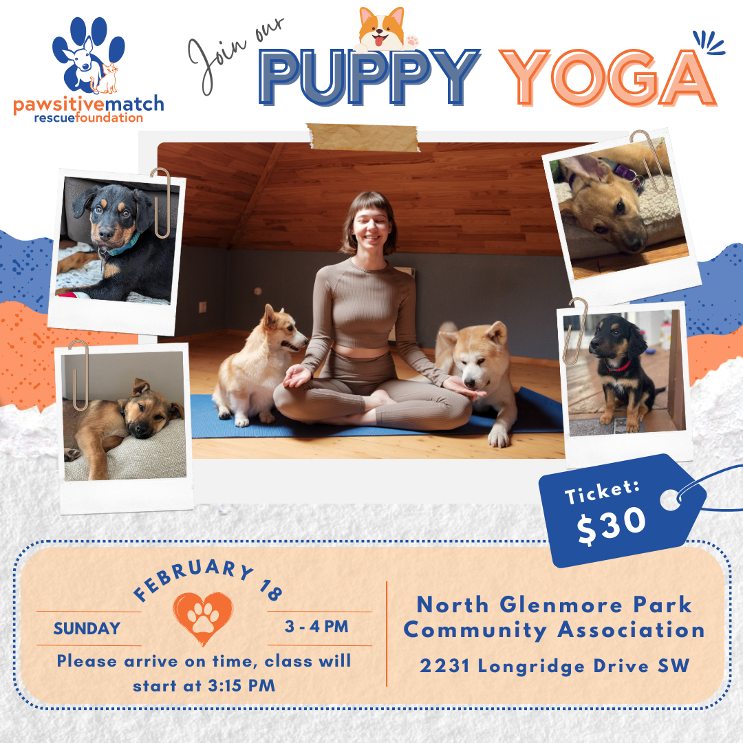 Puppy yoga' is on the rise – and as a dog welfare specialist, I'm