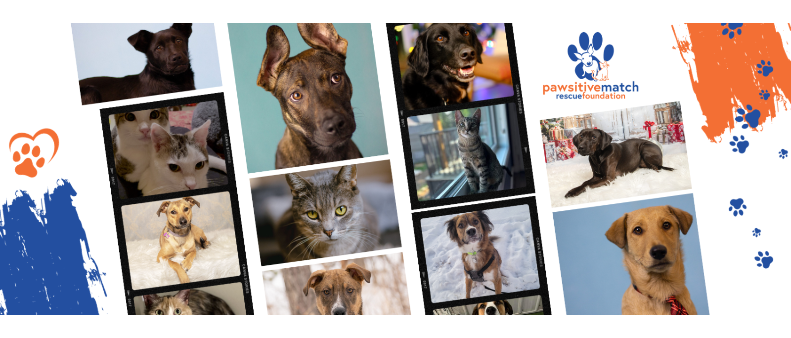 https://pawsitivematch.org/wp-content/uploads/2024/02/Website-Collage-2.png