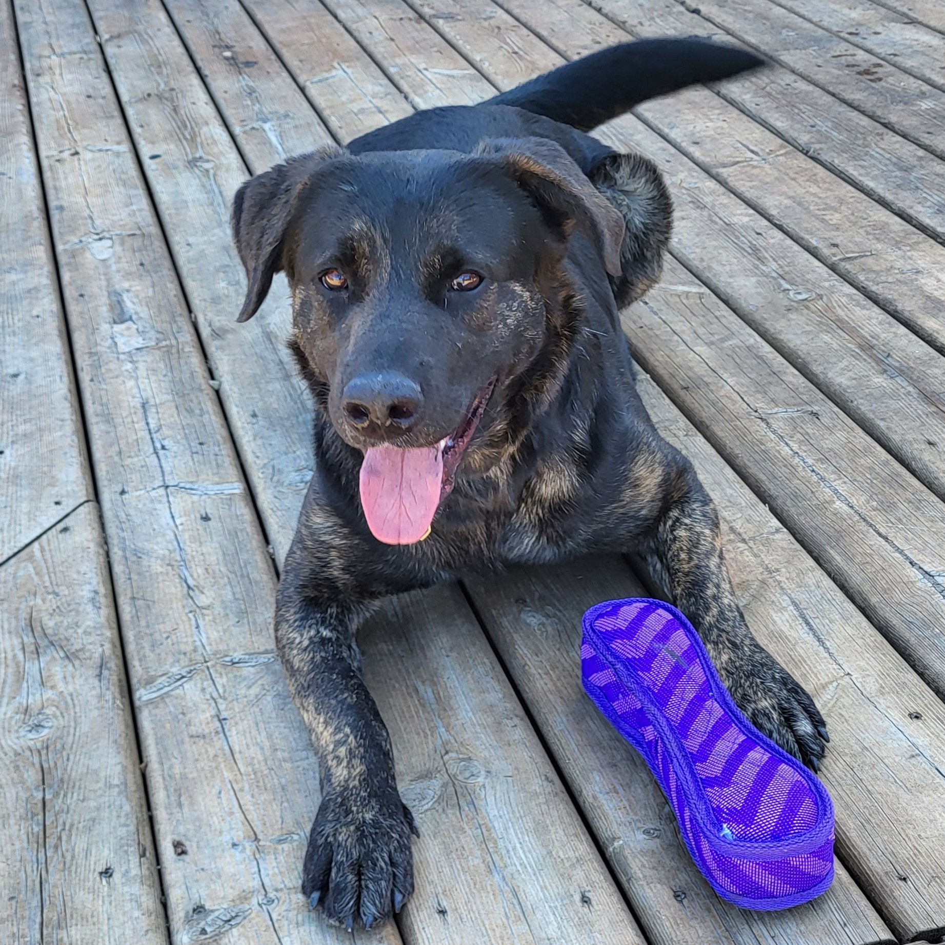 Rango - Pawsitive Match Rescue Foundation - Calgary Based Dog and Cat ...