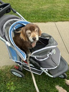 Dog in a stroller