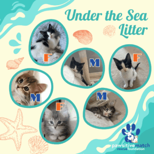 Under the Sea Litter