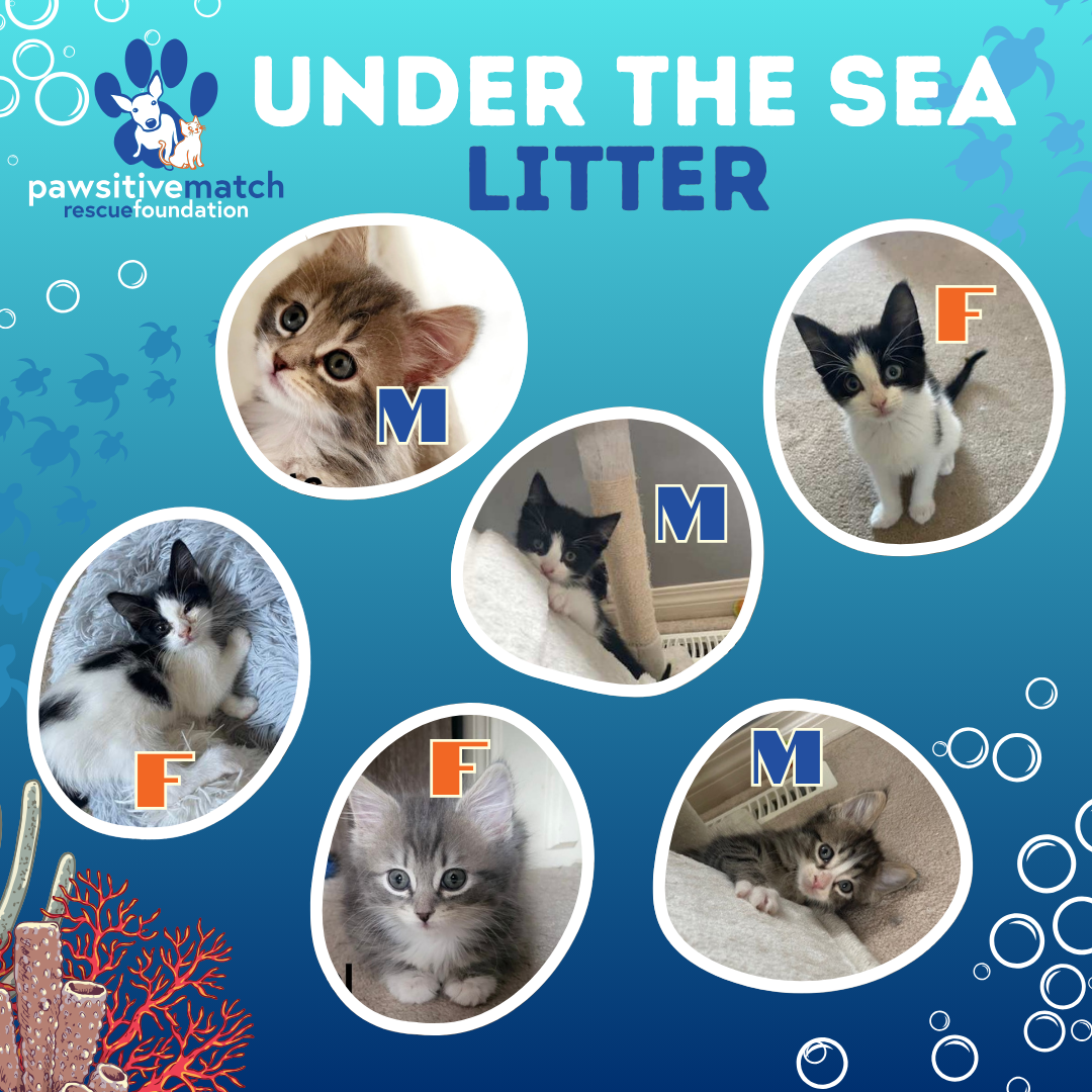 Under the Sea Litter